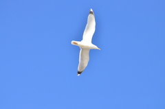 Larus argentatus