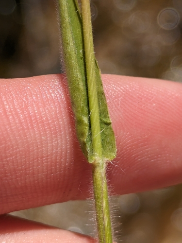 Image of Dichanthelium lanuginosum by (c) James C. Davis, some rights reserved (CC BY-SA)