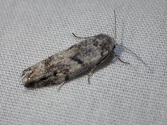 Lichenaula onychotypa