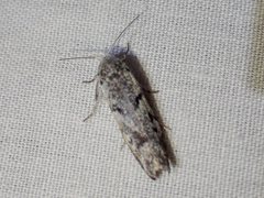 Lichenaula onychotypa