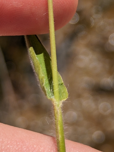 Image of peat grass by (c) James C. Davis, some rights reserved (CC BY-SA)