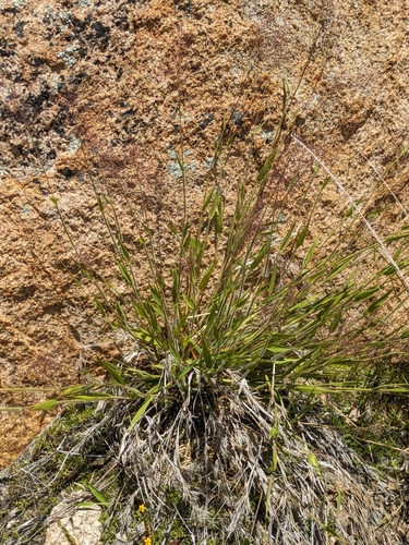 Image of Dichanthelium lanuginosum by (c) James C. Davis, some rights reserved (CC BY-SA)