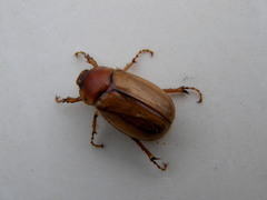 Amphimallon solstitiale