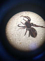 Alopecosa pulverulenta