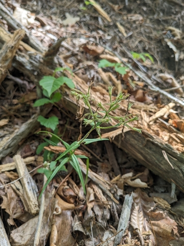Phlox buckleyi, photograph 6