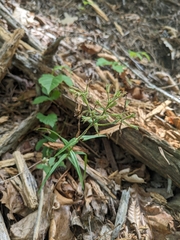 Phlox buckleyi, photograph (c) Alaina Krakowiak, some rights reserved (CC BY)