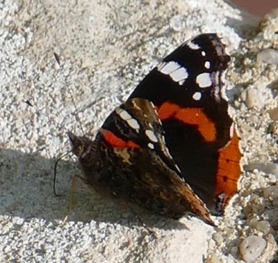 Vanessa atalanta