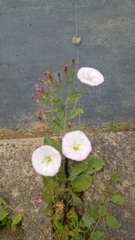 Convolvulus arvensis