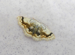 Cyclophora annularia