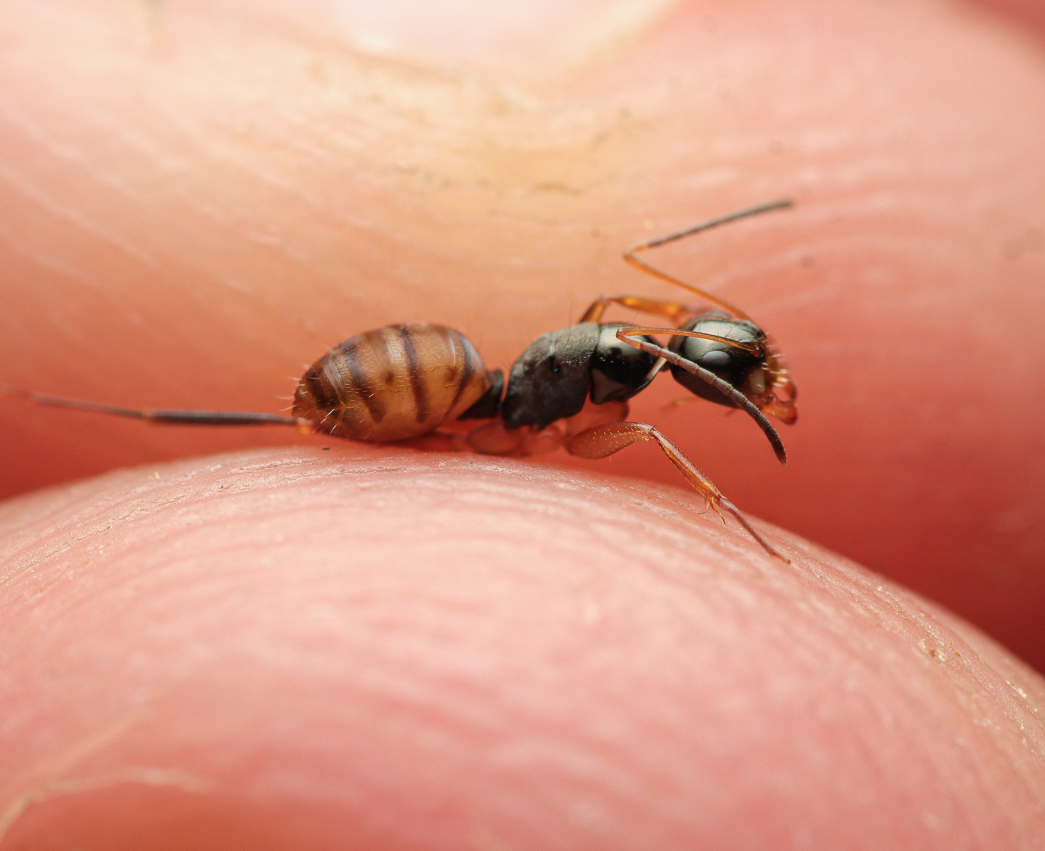 Camponotus championi