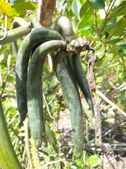 Vanilla madagascariensis