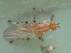 Tapeigaster annulipes