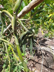 Vanilla madagascariensis
