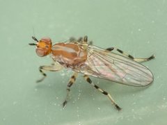 Tapeigaster annulipes