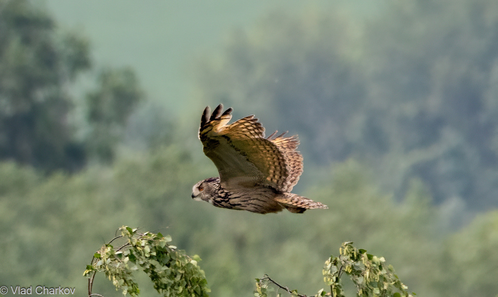 iNaturalist.org. В.Чарков, Алатырский р-н Чувашия, июнь 2024