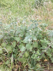 Marrubieae