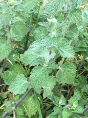 Marrubieae