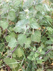 Marrubieae