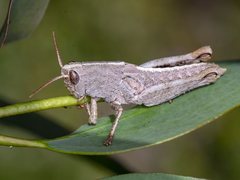 Percassa rugifrons