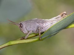 Percassa rugifrons