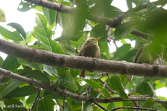 Palau Bush Warbler photo 4