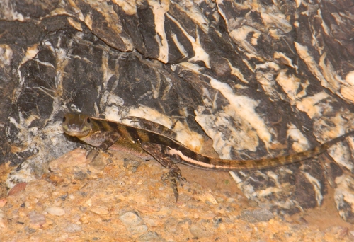 Cuban Stream Anole, Anolis vermiculatus