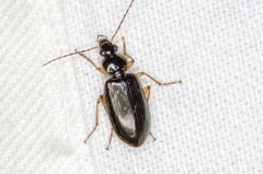 Notagonum