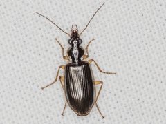 Notagonum