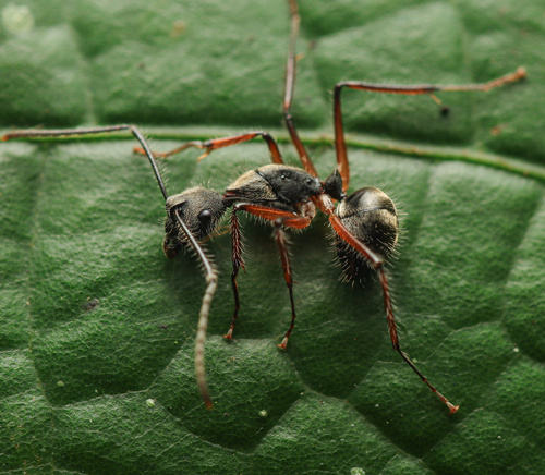 Camponotus nitidiorCamponotus nitidior