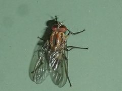 Helinomydaea fuscoflava