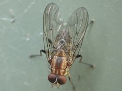 Helinomydaea fuscoflava