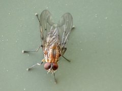 Helinomydaea fuscoflava