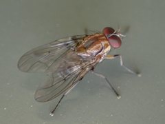 Helinomydaea fuscoflava