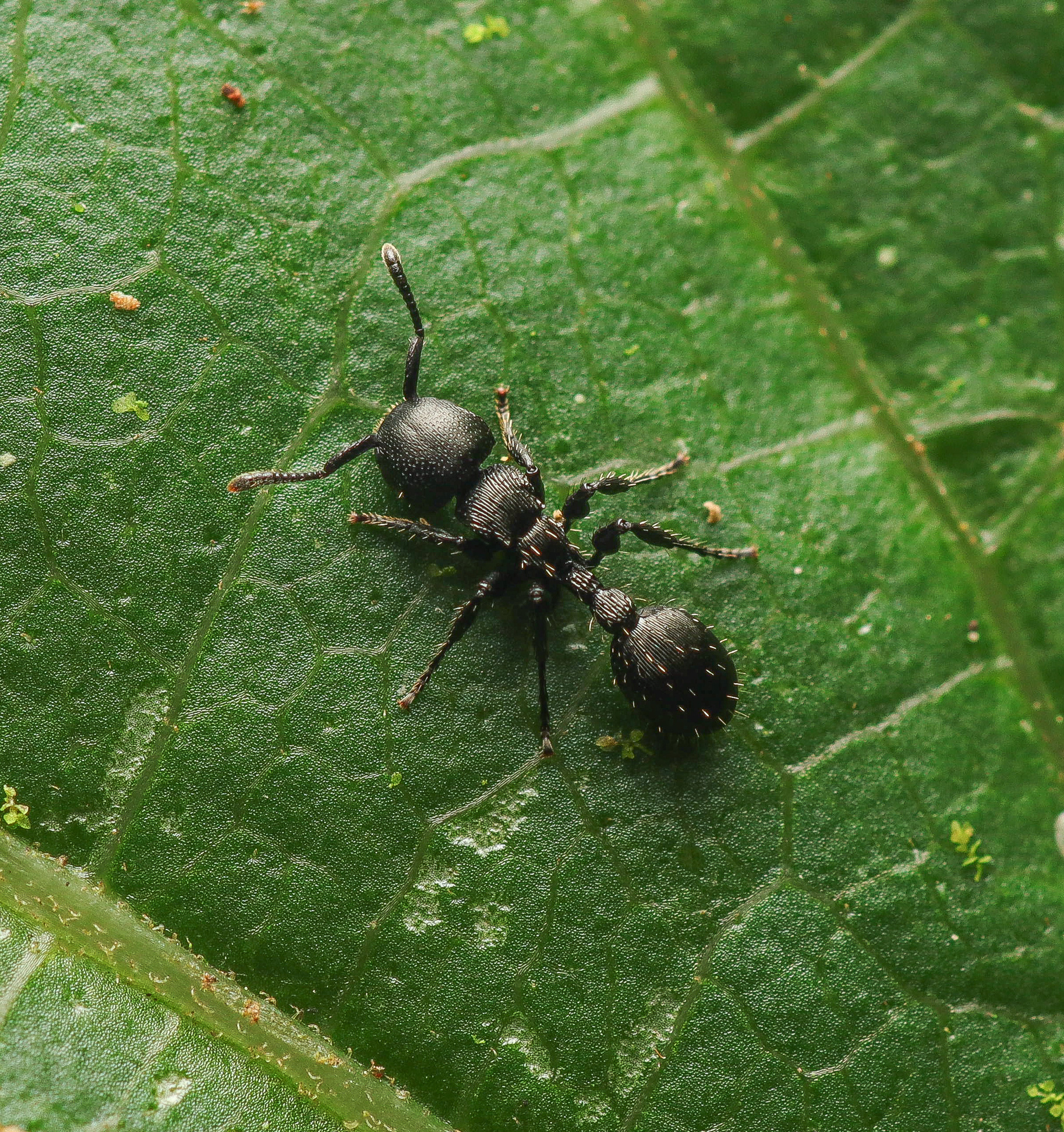 Procryptocerus kempfi