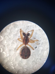 Pachygnatha listeri