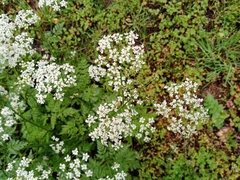 Anthriscus sylvestris
