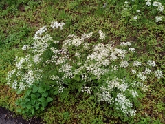 Anthriscus sylvestris