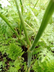 Anthriscus sylvestris