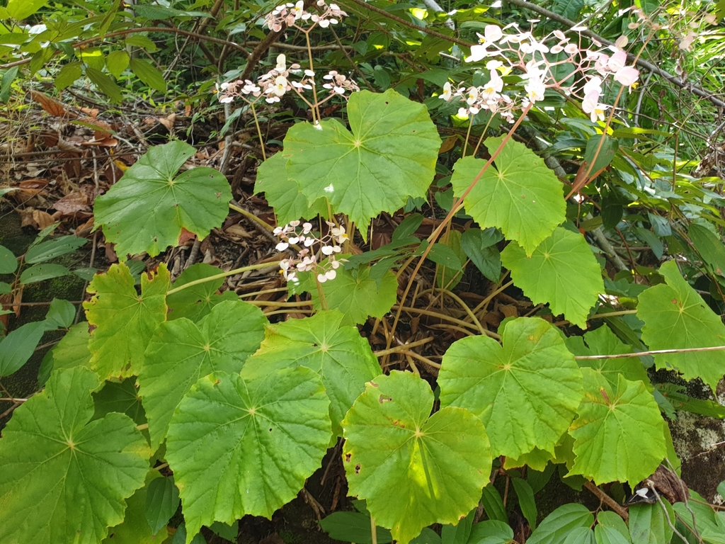 Begonia nossibea