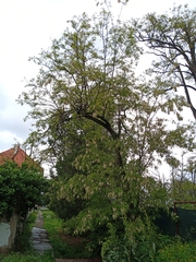 Robinia pseudoacacia