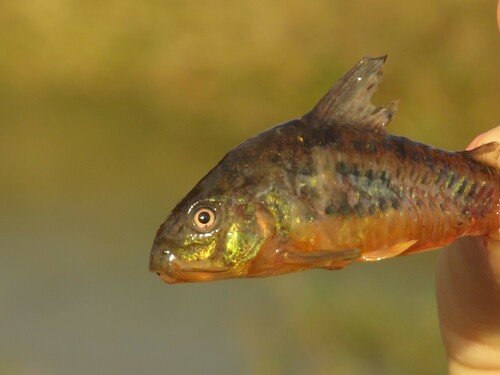 Blue leopard corydoras (Corydoras paleatus) — Callichthyidae — 2