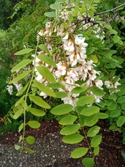 Robinia pseudoacacia