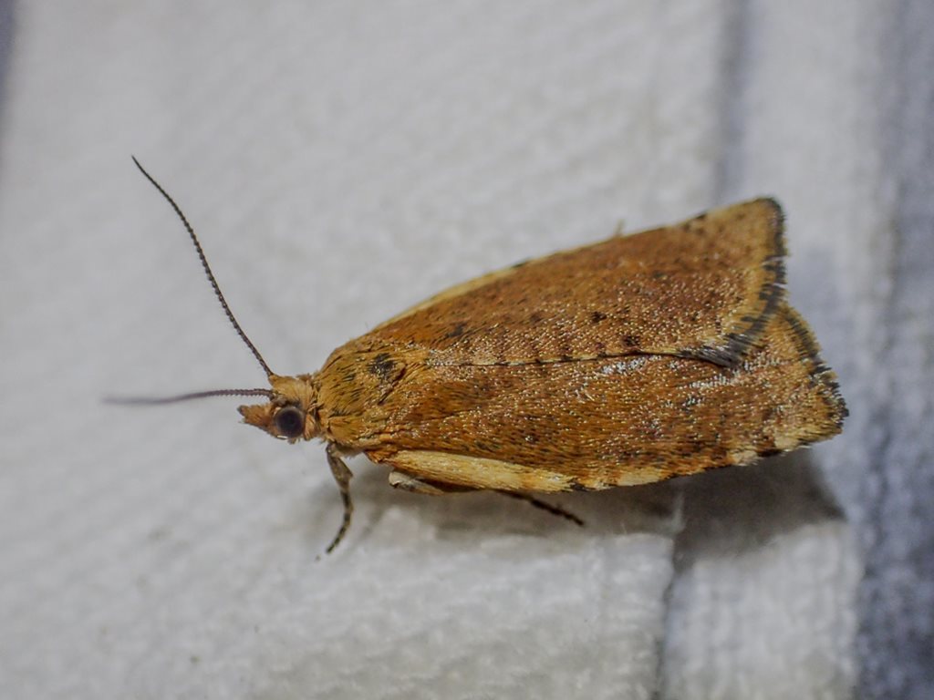 Tortrix incompta