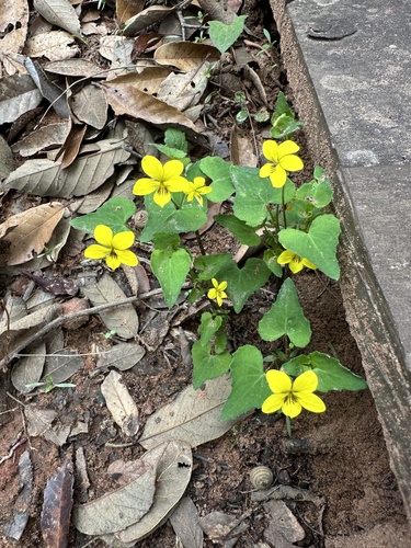 Viola delavayi observed 2024-05-31