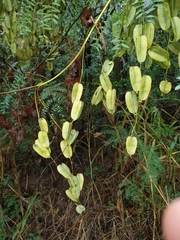 Dioscorea sansibarensis
