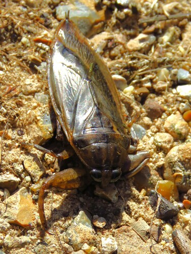 Uhler's Giant Water Bug photo 4
