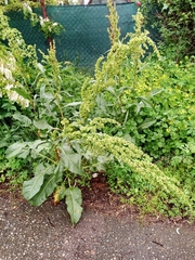 Rumex
