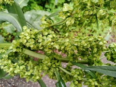 Rumex