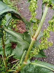 Rumex