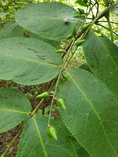 Commiphora grandifolia Engl.